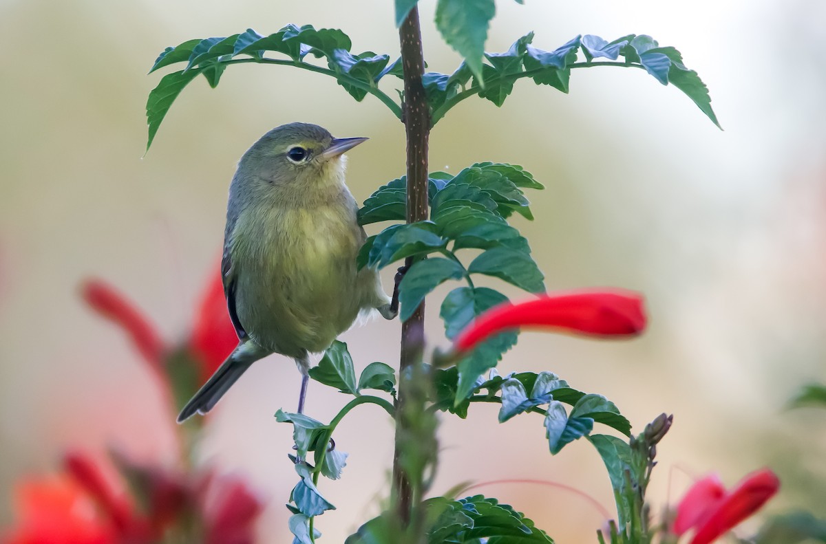 Orange-crowned Warbler - ML612058268