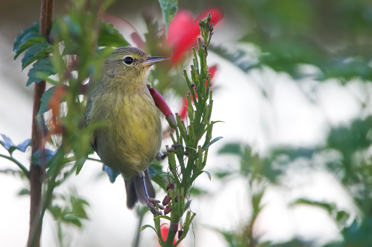 Orange-crowned Warbler - Braxton Landsman