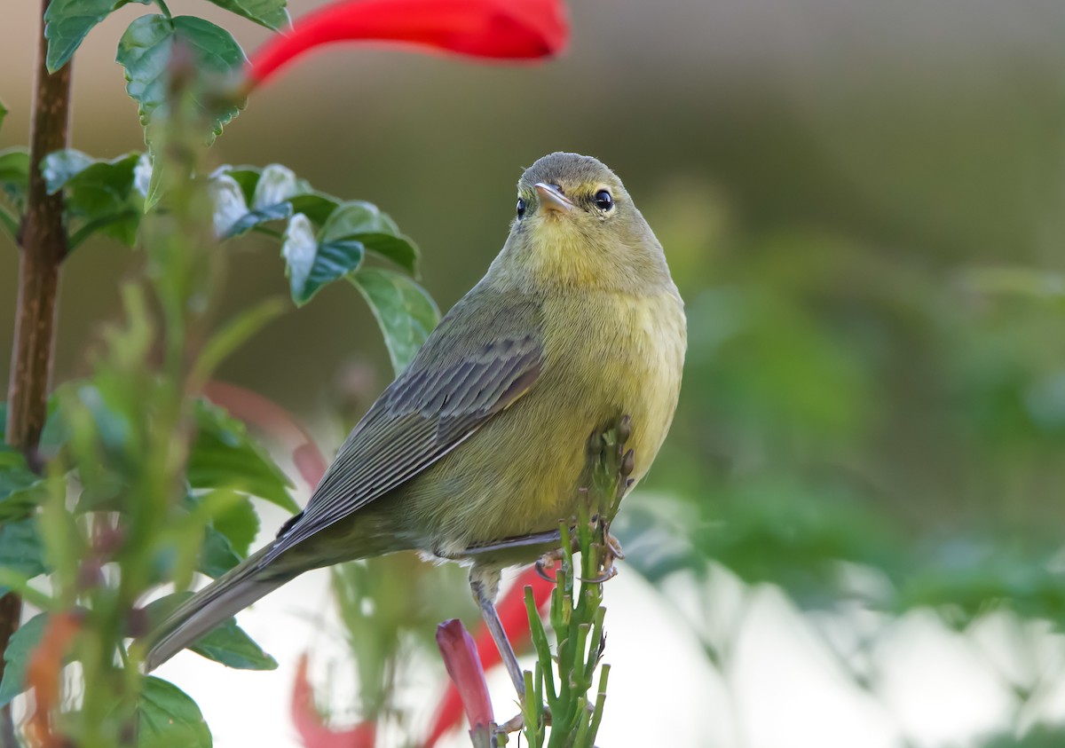 Orange-crowned Warbler - ML612058270