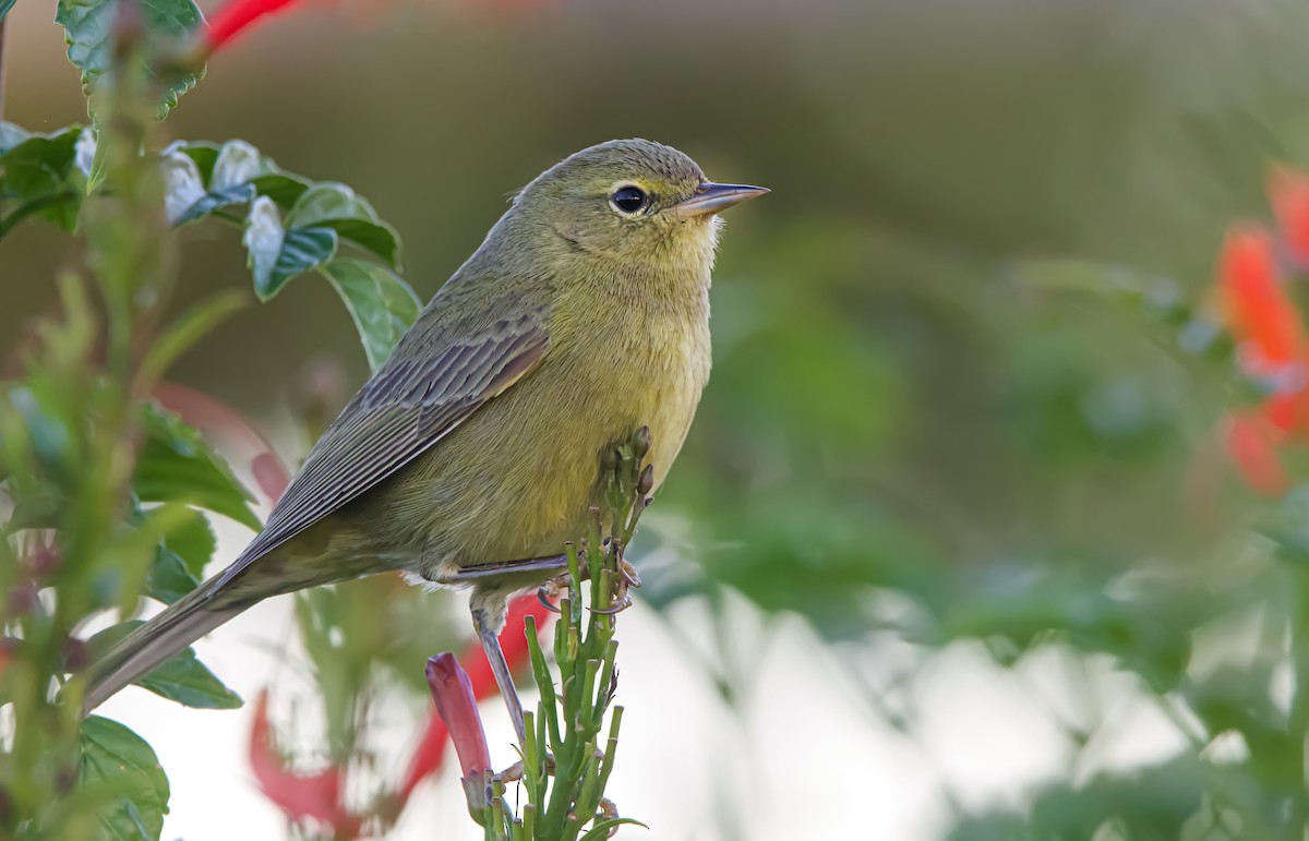 Orange-crowned Warbler - ML612058271