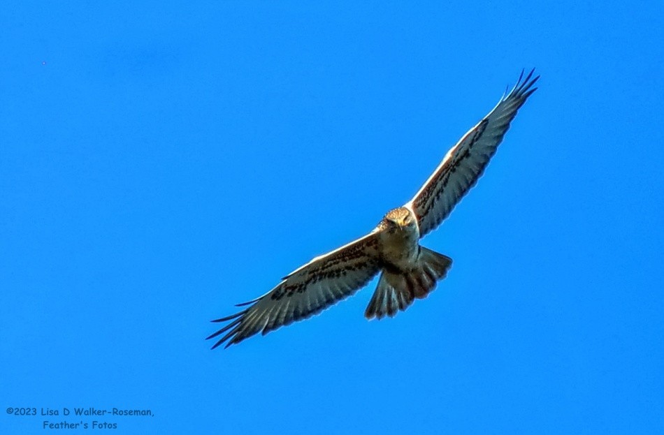 Ferruginous Hawk - Lisa Walker-Roseman