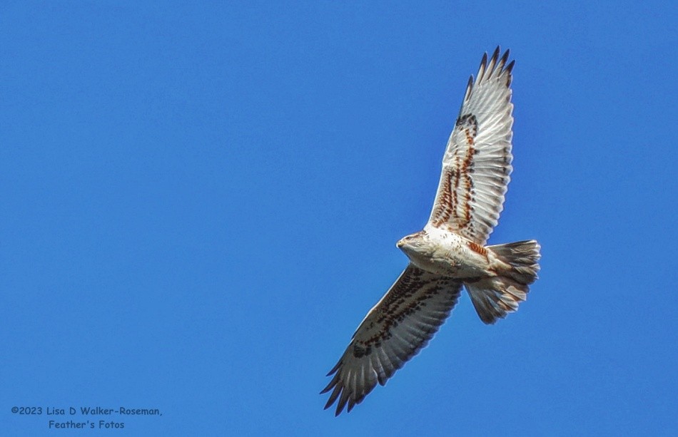 Ferruginous Hawk - Lisa Walker-Roseman