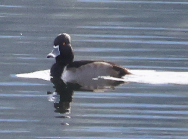 Ring-necked Duck - Gretchen Framel