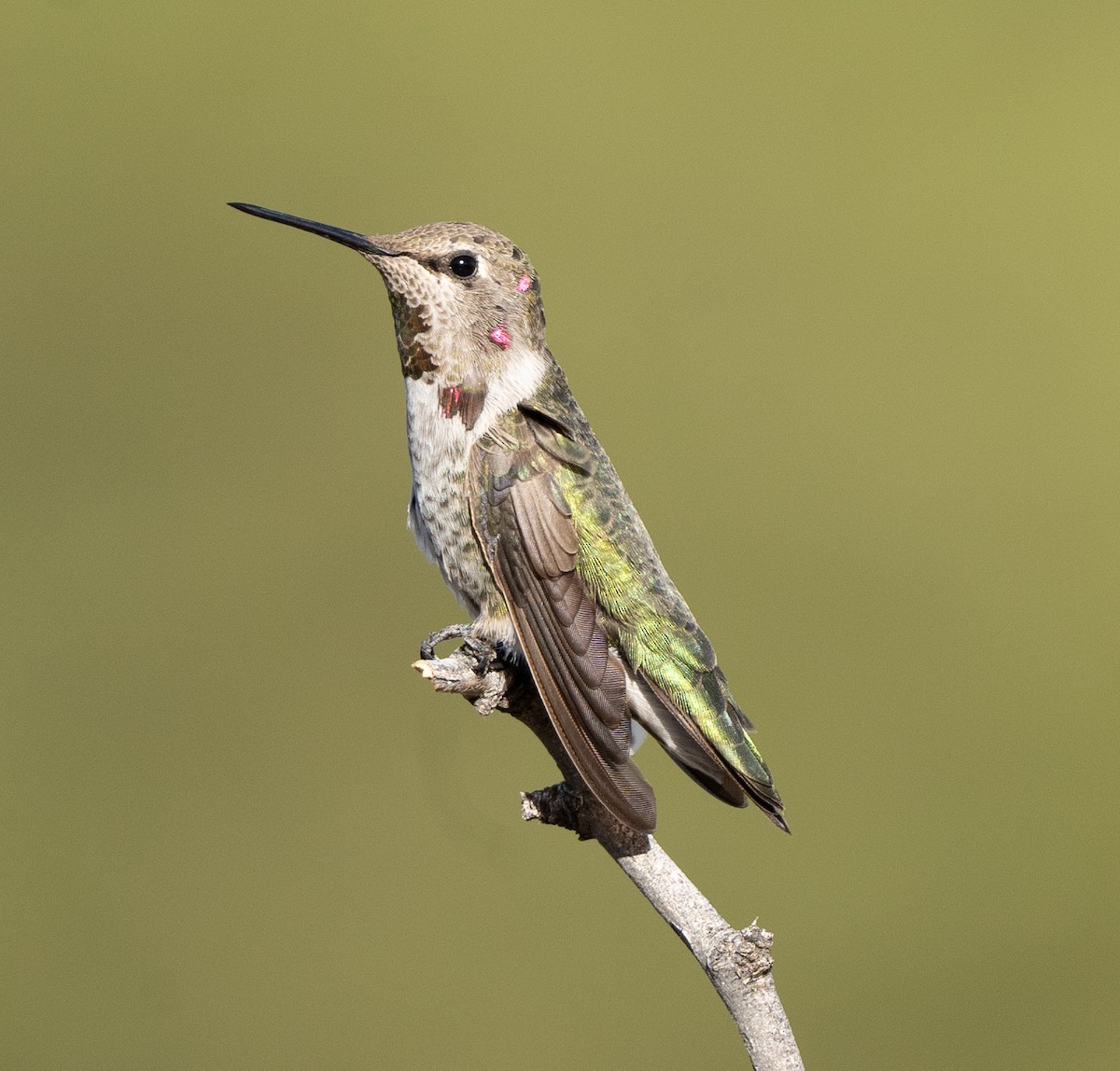 Anna's Hummingbird - ML612058567