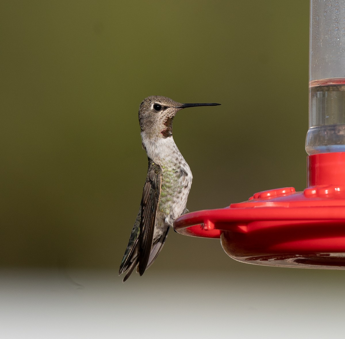 Anna's Hummingbird - ML612058576