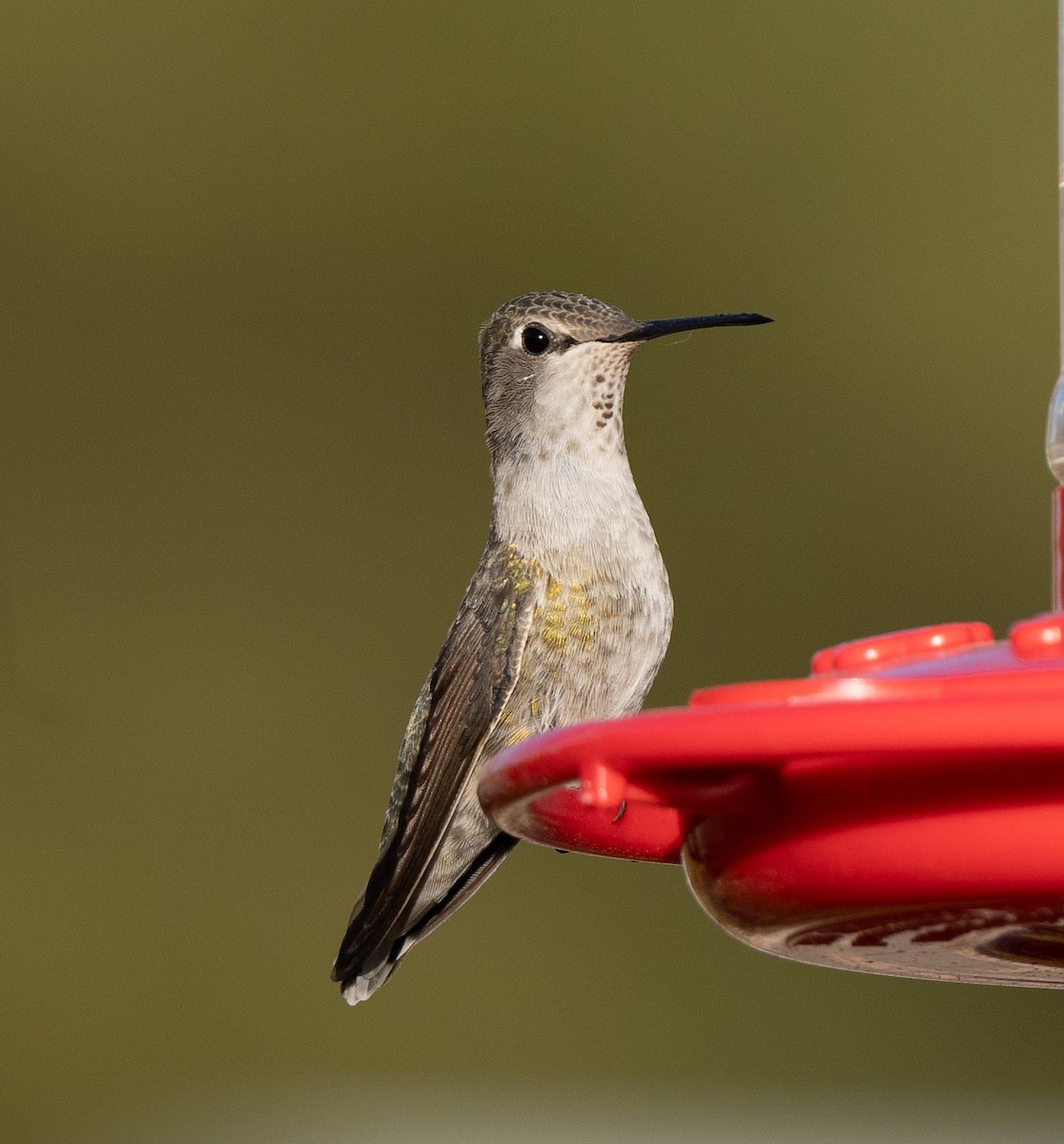 Anna's Hummingbird - ML612058589