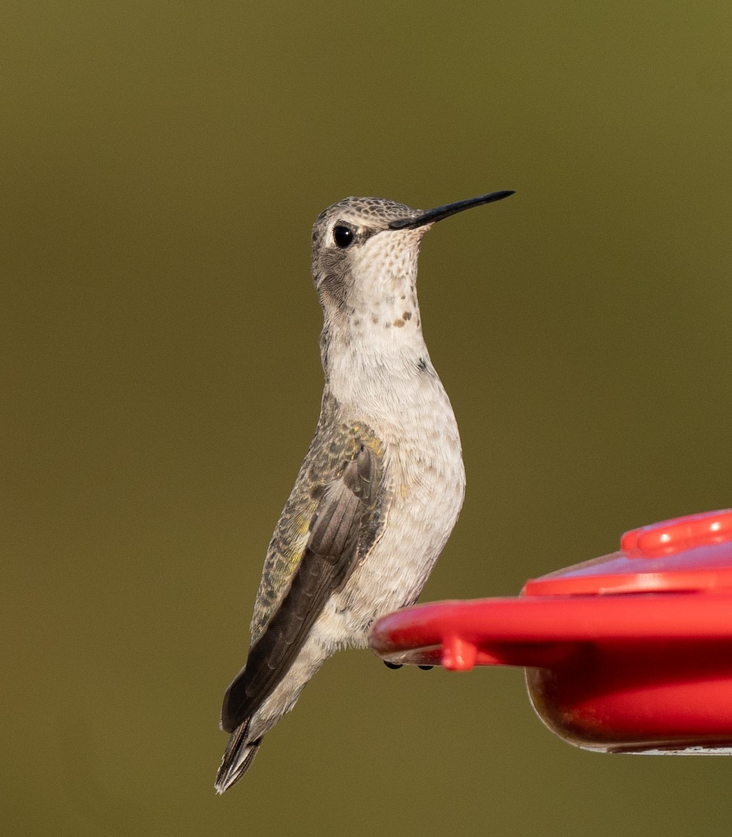 Anna's Hummingbird - ML612058597