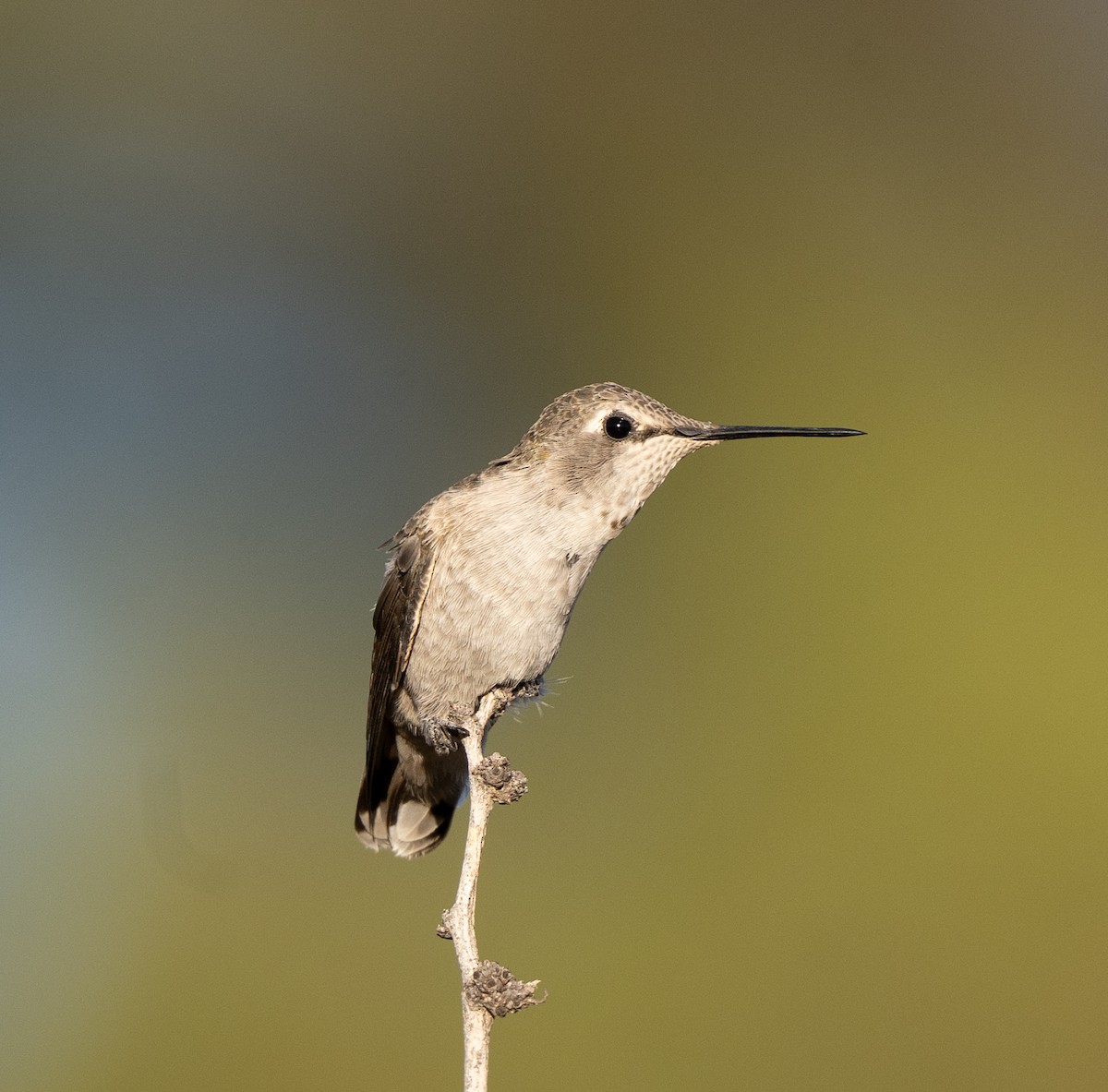 Anna's Hummingbird - ML612058604