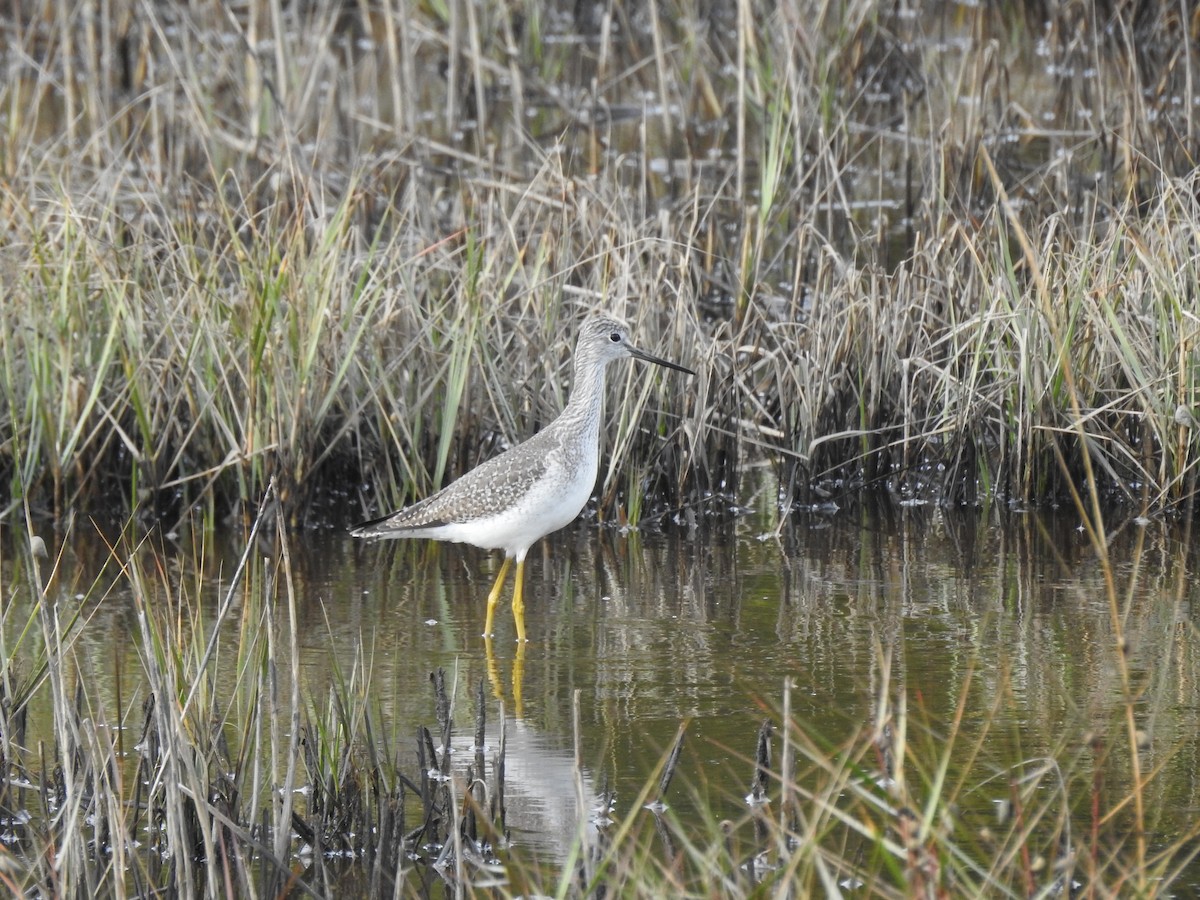 Greater Yellowlegs - ML612058608