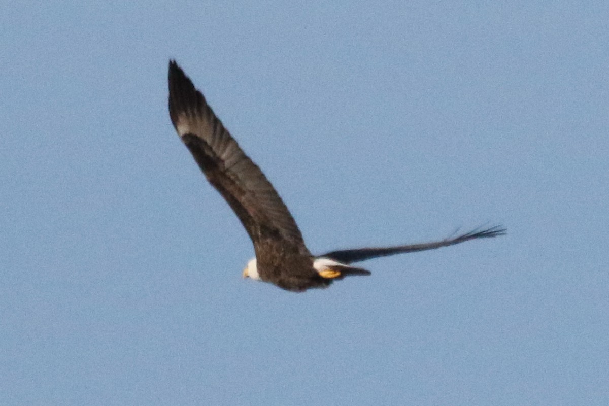 Bald Eagle - ML612058636