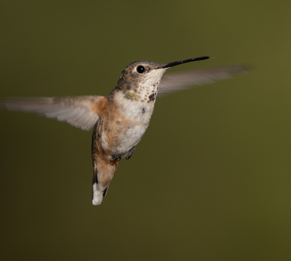 Rufous Hummingbird - ML612058651