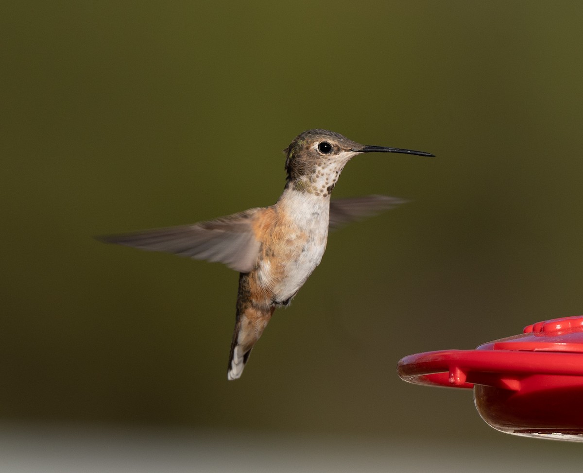 Rufous Hummingbird - ML612058654