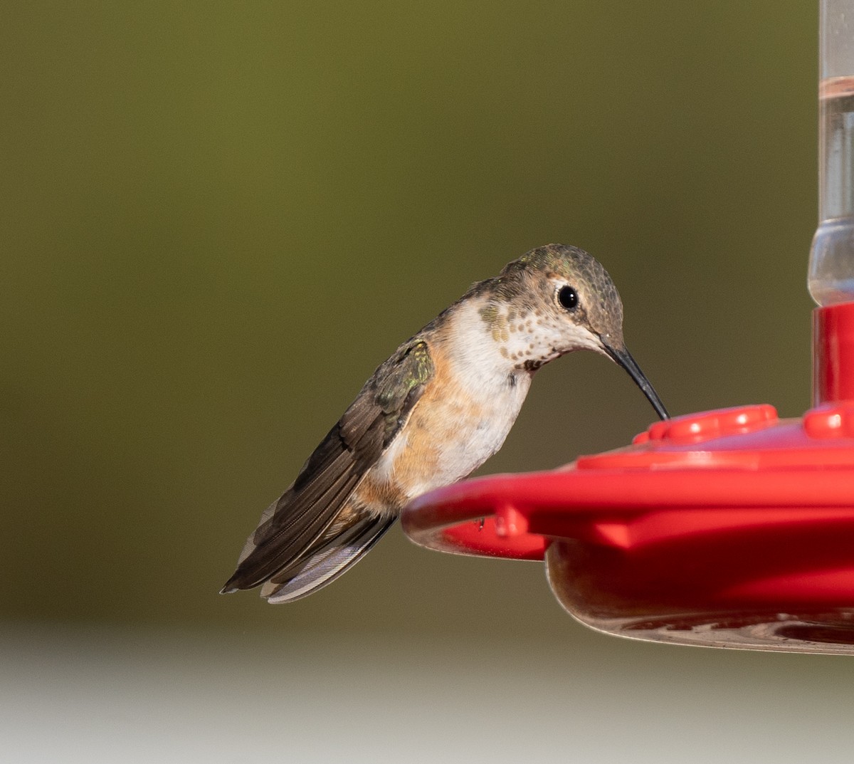 Rufous Hummingbird - ML612058656