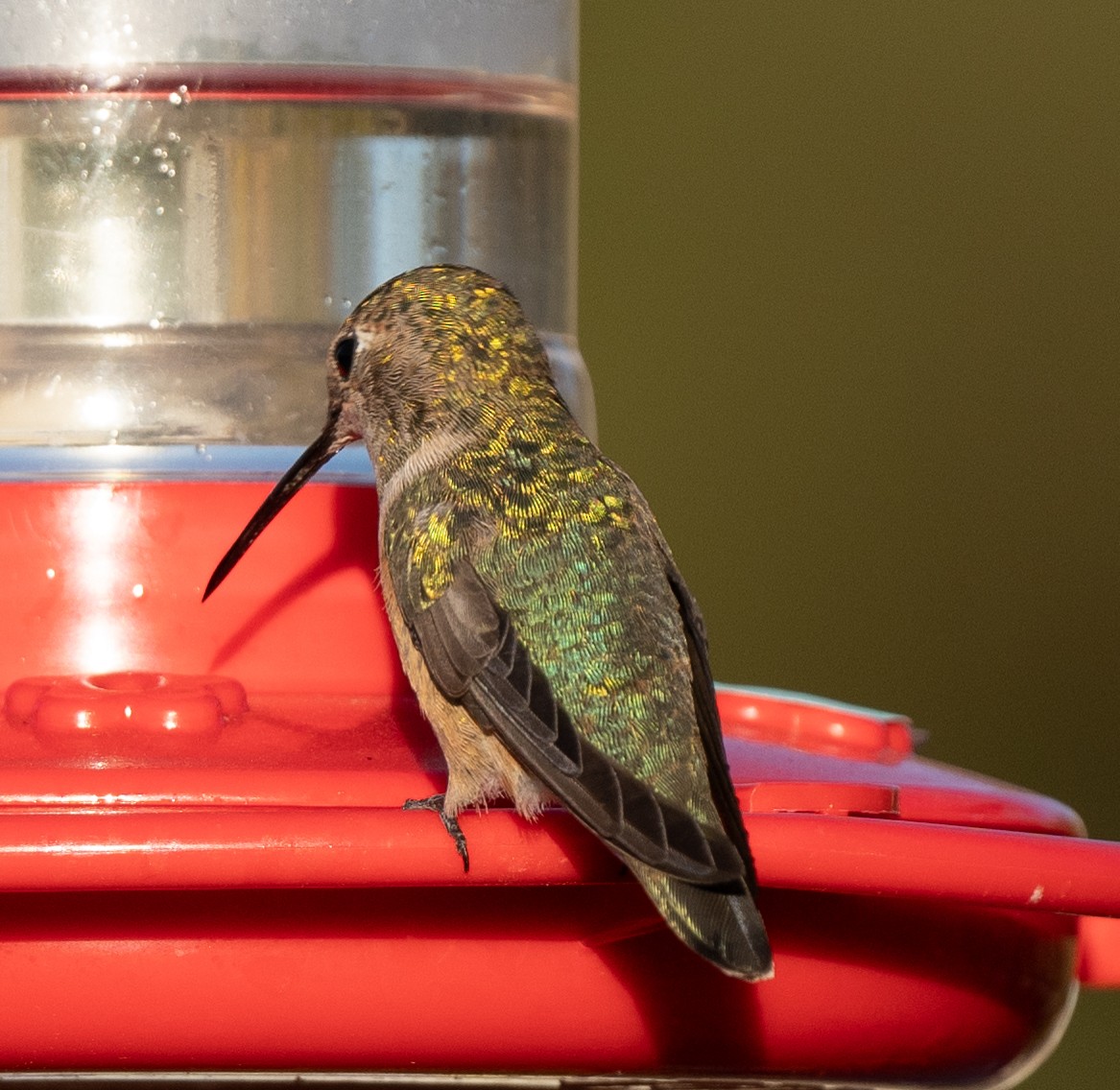 Rufous Hummingbird - ML612058657