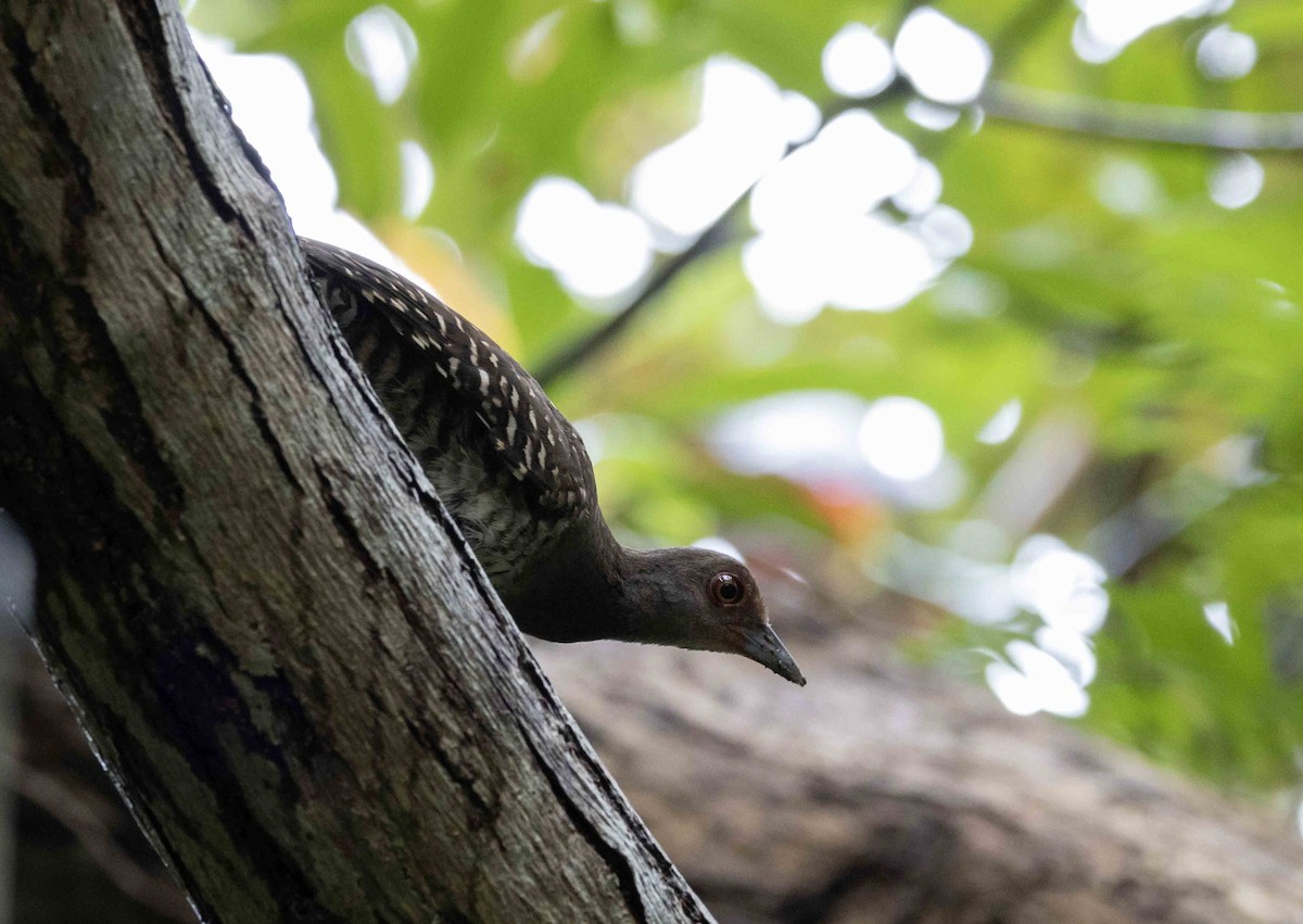 Red-legged Crake - ML612058704