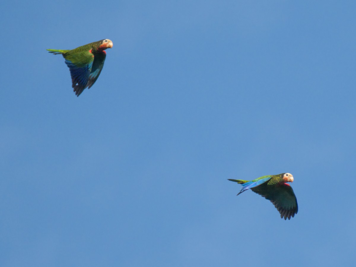 Cuban Parrot - ML612058736