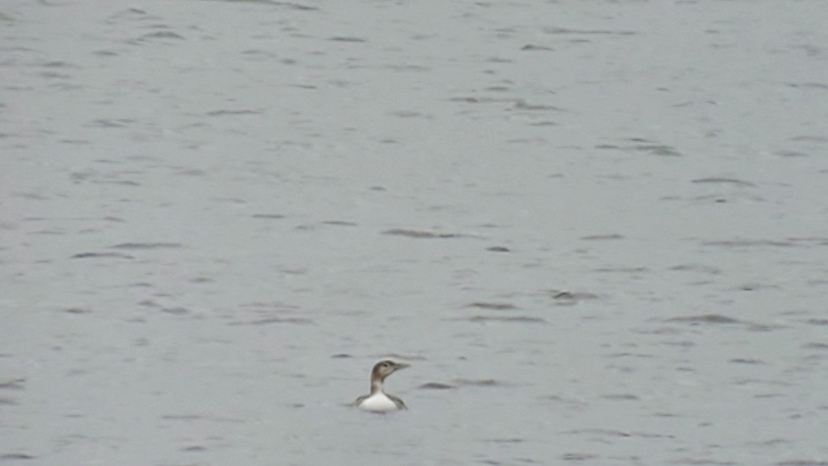 Yellow-billed Loon - ML612058763