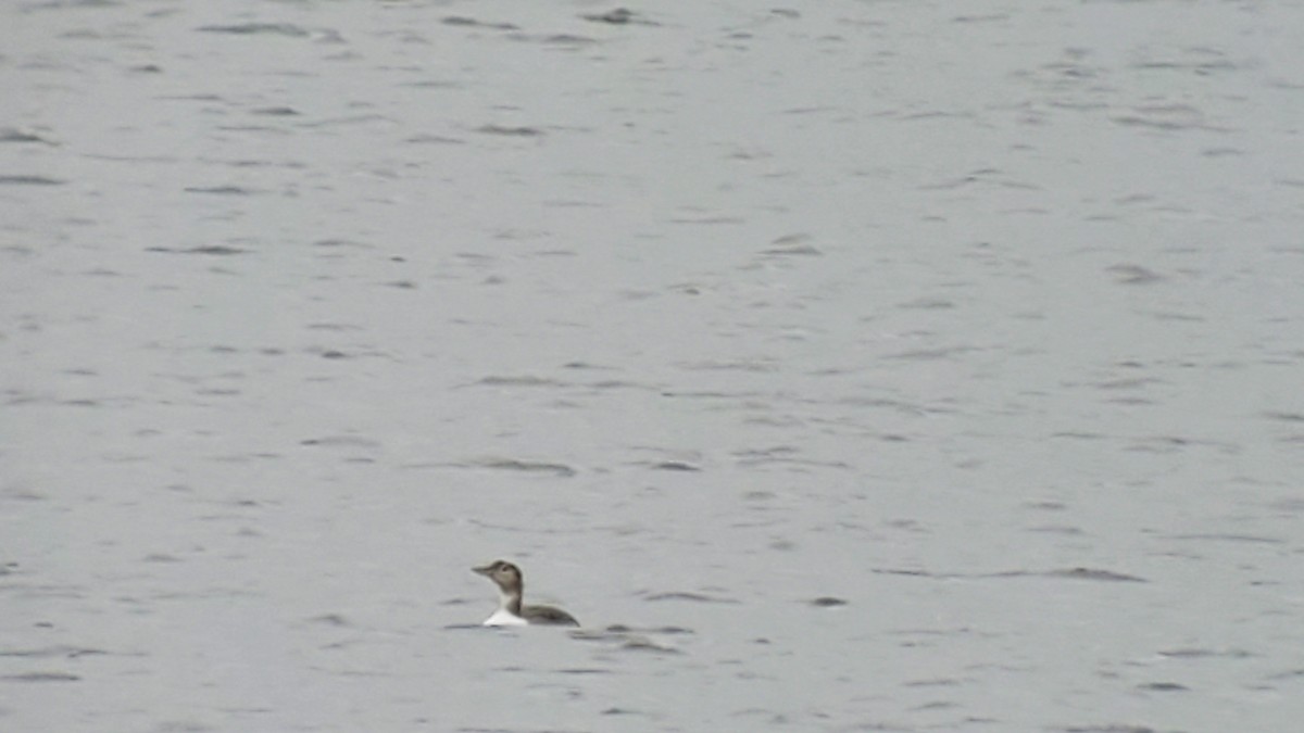 Yellow-billed Loon - ML612058764