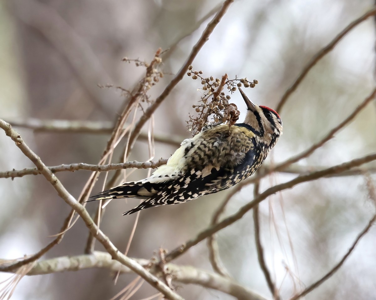 Yellow-bellied Sapsucker - ML612058771