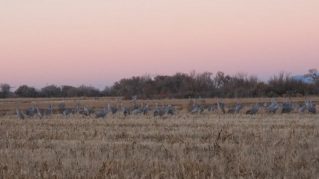 Sandhill Crane - ML612058807