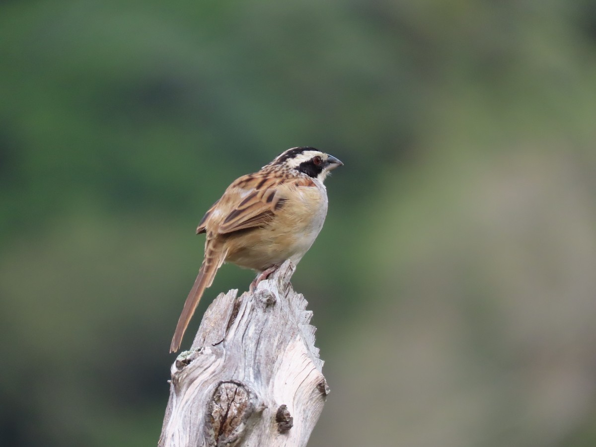 Stripe-headed Sparrow - ML612058872