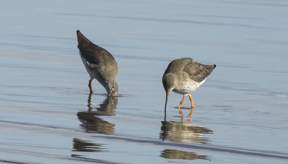 Common Redshank - ML612058912