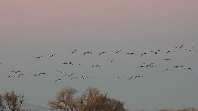 Sandhill Crane - ML612058919