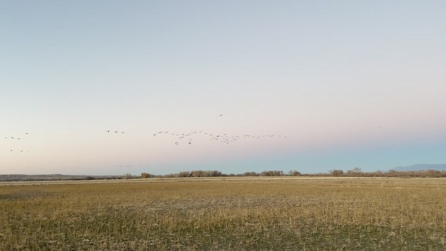 Sandhill Crane - ML612058974