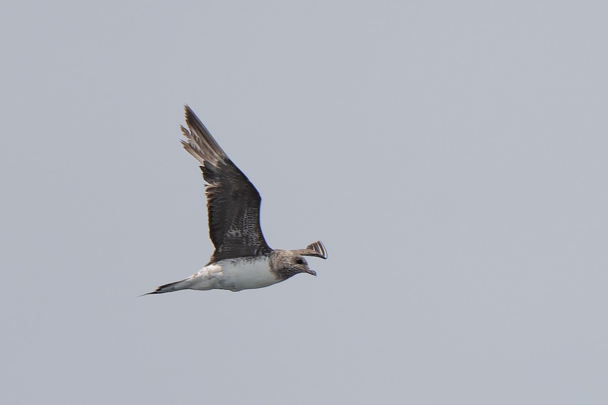 Long-tailed Jaeger - ML612058996