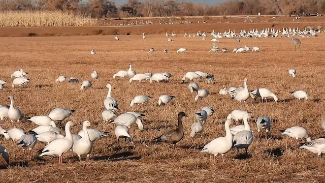 Snow Goose - ML612059005