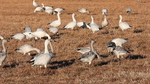 Snow Goose - ML612059098