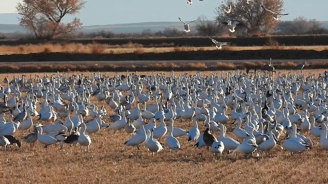 Snow Goose - ML612059252