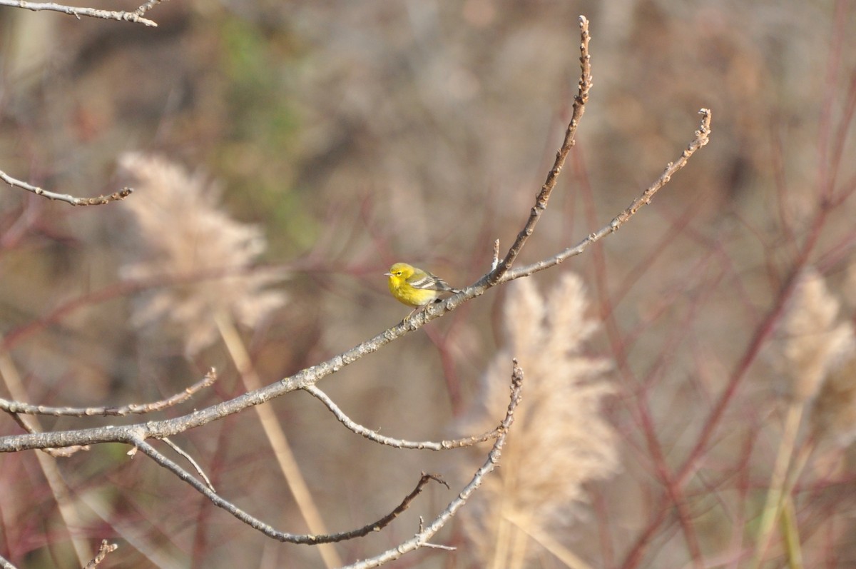 Pine Warbler - Eric Hughes