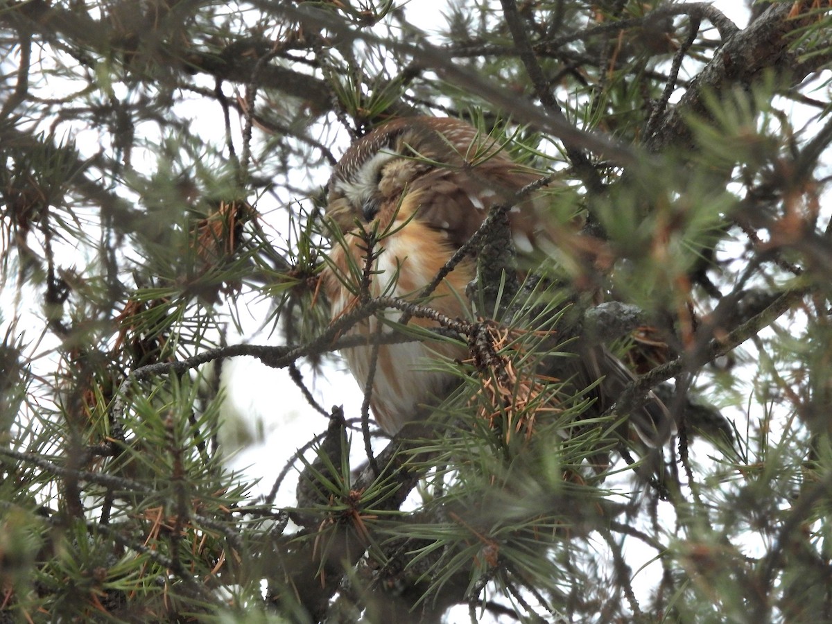 Northern Saw-whet Owl - ML612059387