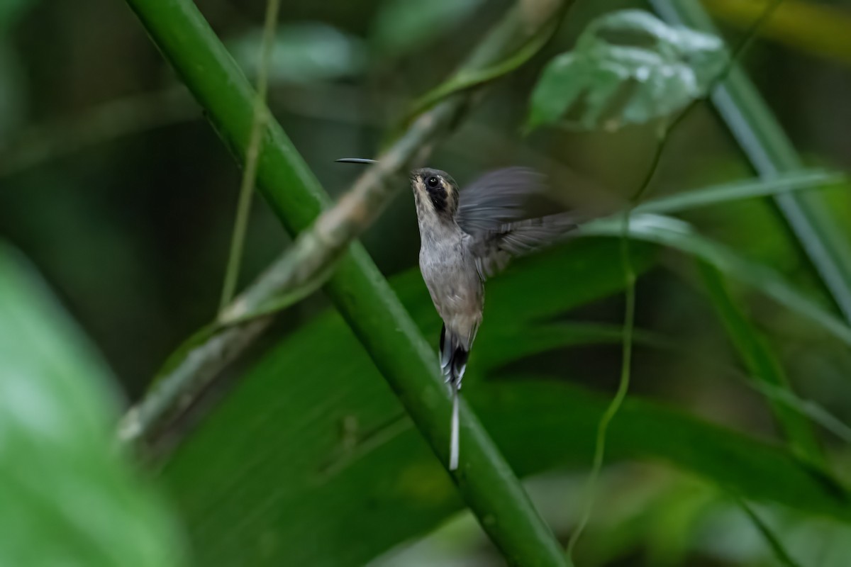 kolibřík světlebřichý - ML612059402