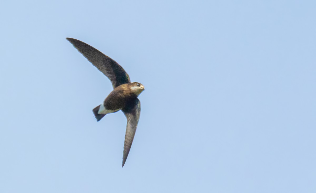 White-throated Needletail - ML612059413