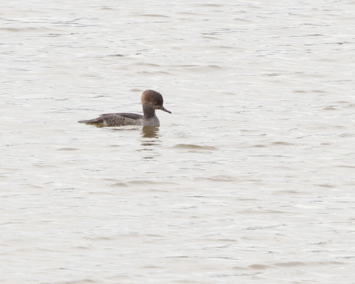 Hooded Merganser - ML612059486