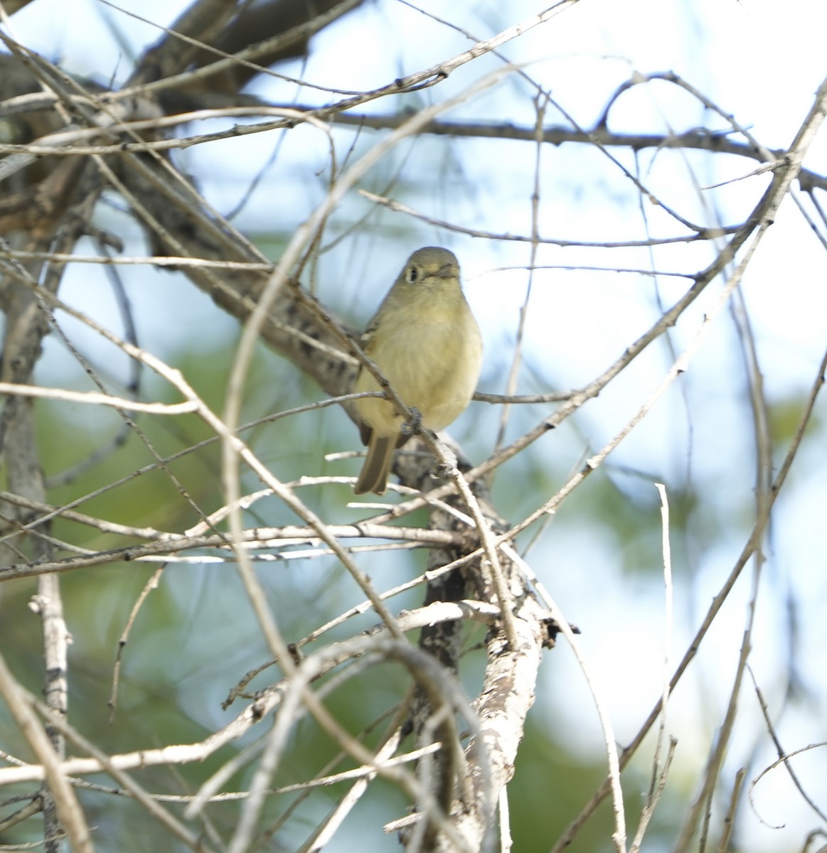 Hutton's Vireo - ML612059492