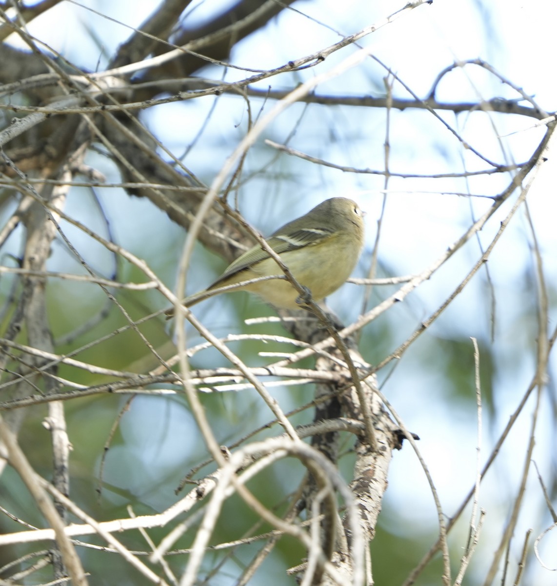 Hutton's Vireo - ML612059509