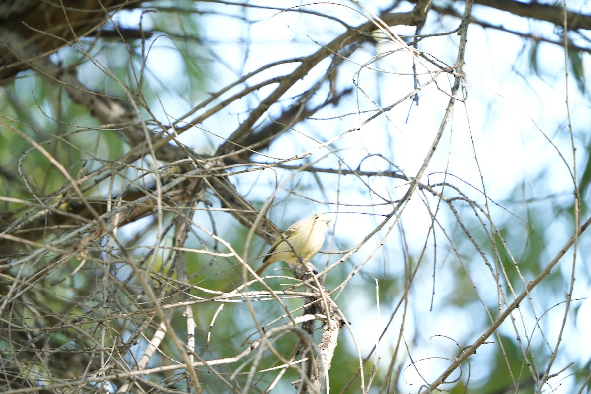 Hutton's Vireo - ML612059512