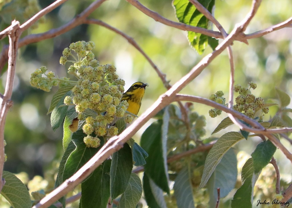 Townsend's Warbler - ML612059513