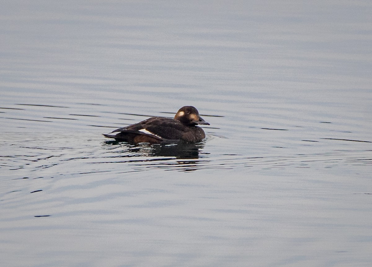 White-winged Scoter - ML612059542