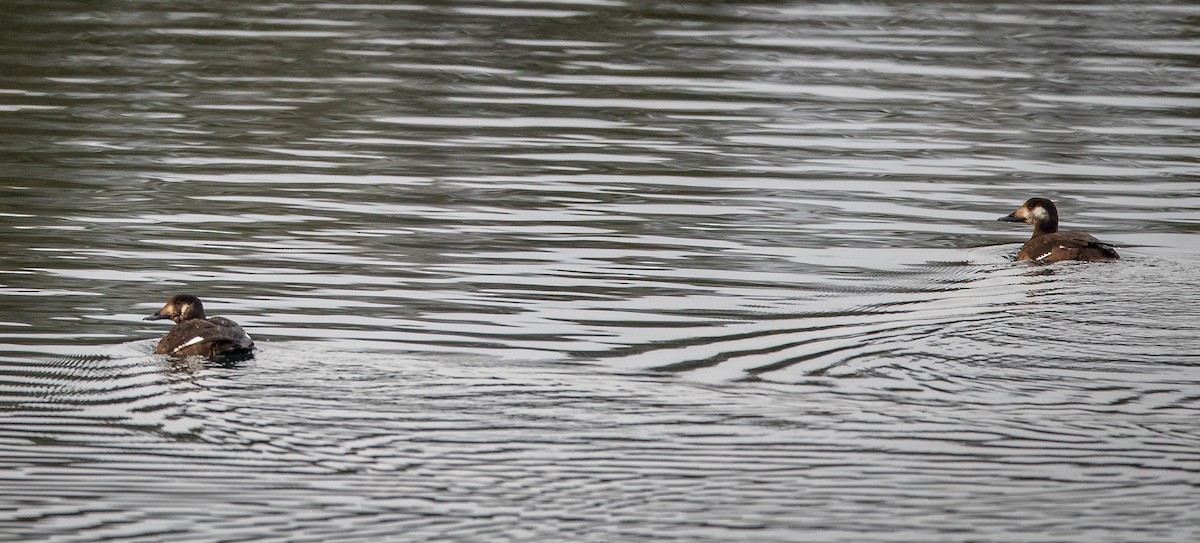 White-winged Scoter - bj worth