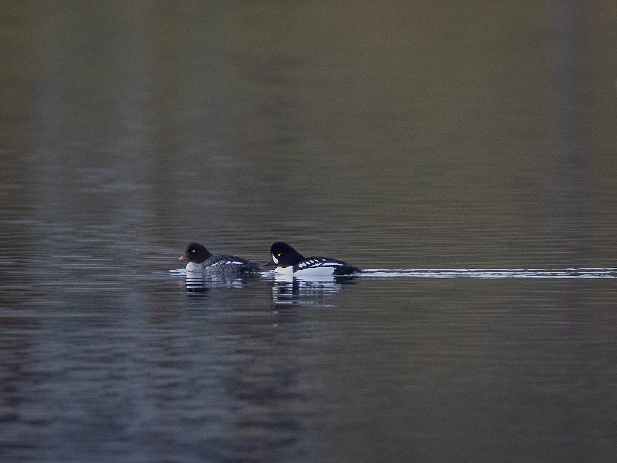 Barrow's Goldeneye - bj worth