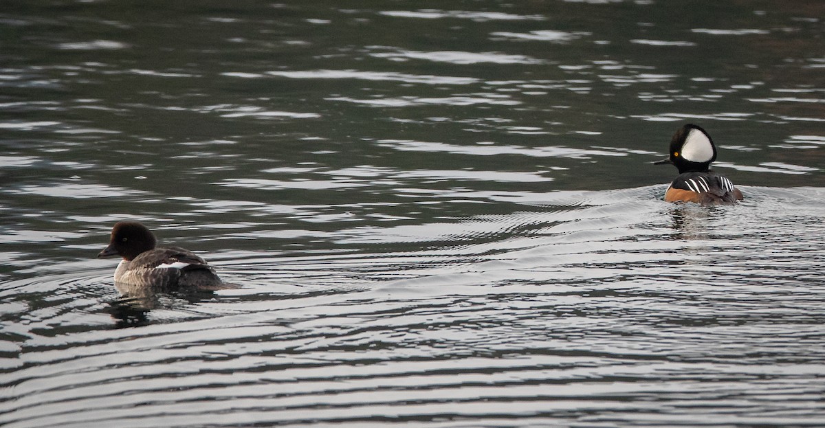 Hooded Merganser - ML612059564