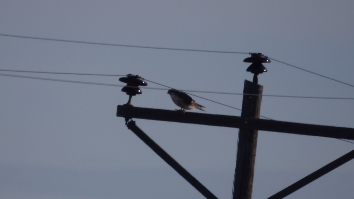 Prairie Falcon - ML612059578