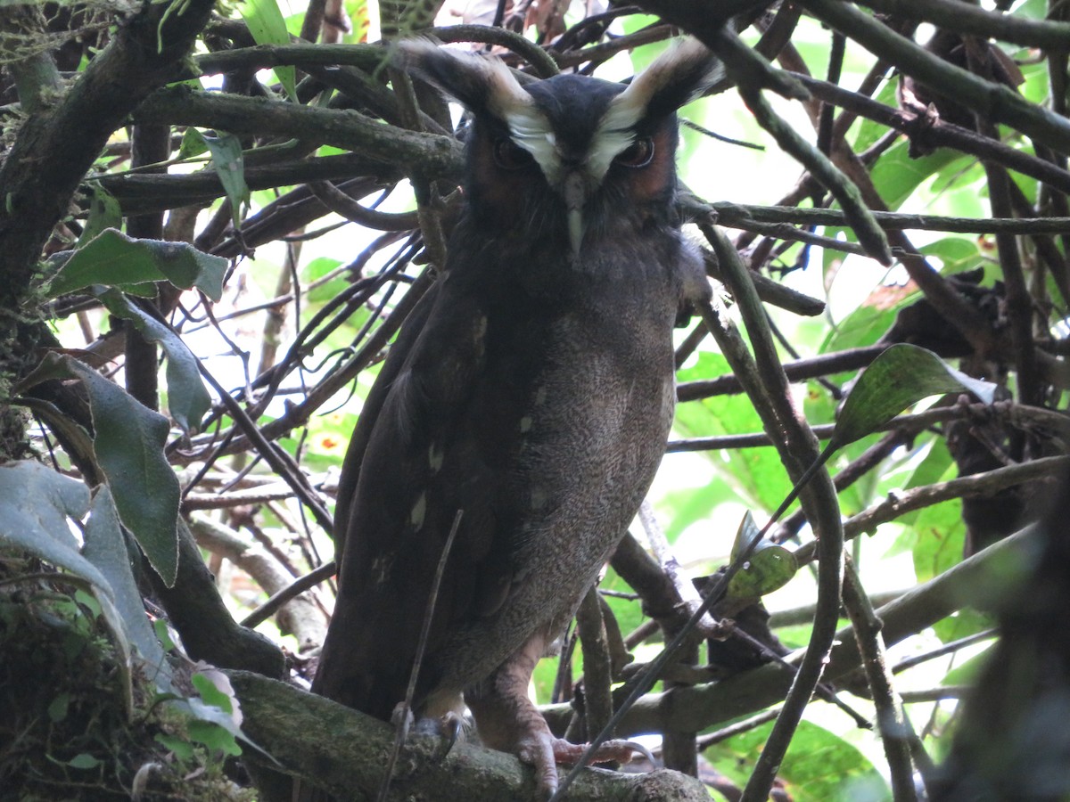 Crested Owl - Joshimar Navarro