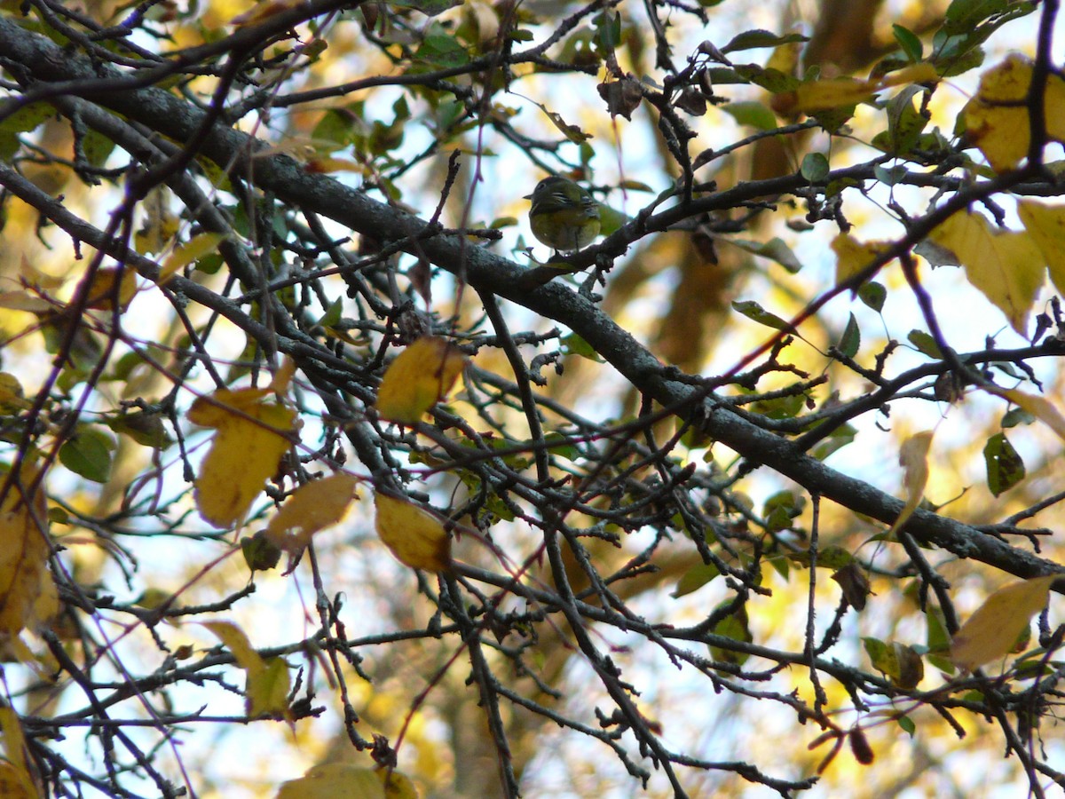 Blue-headed Vireo - ML61205961