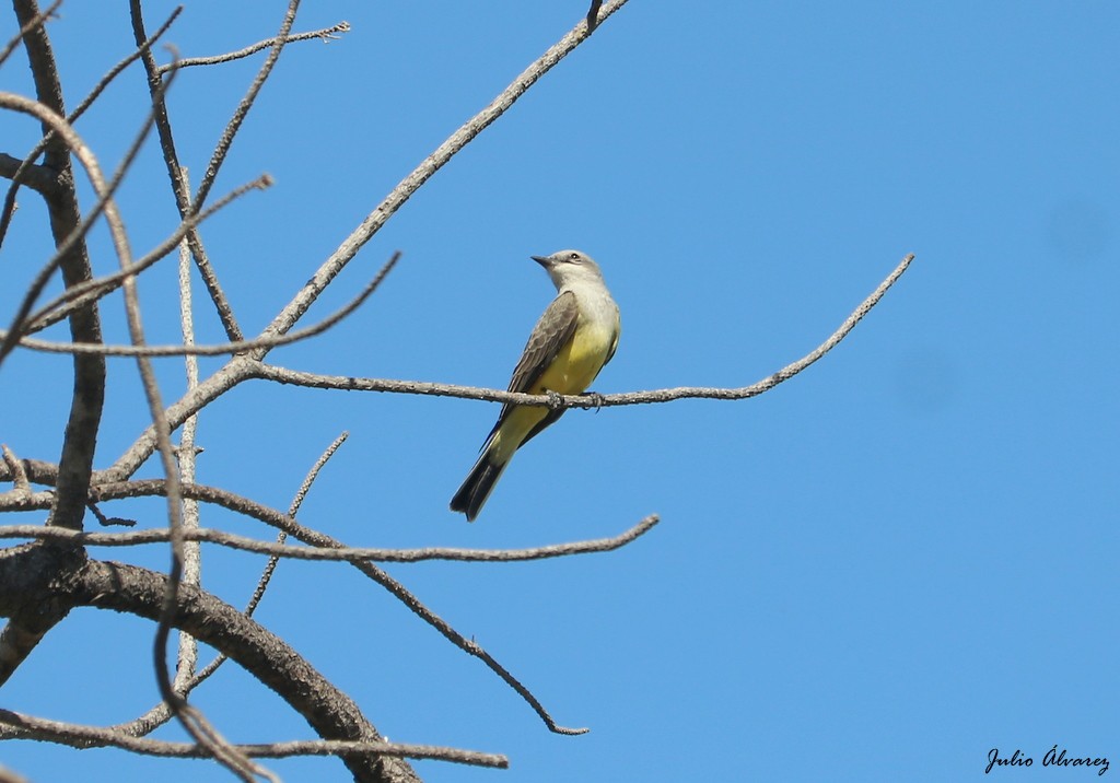 Western Kingbird - Julio Alejandro Alvarez Ruiz