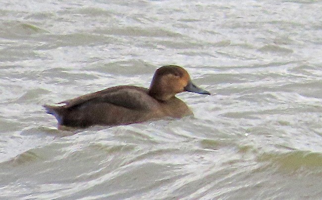 Redhead - Nancy Anderson